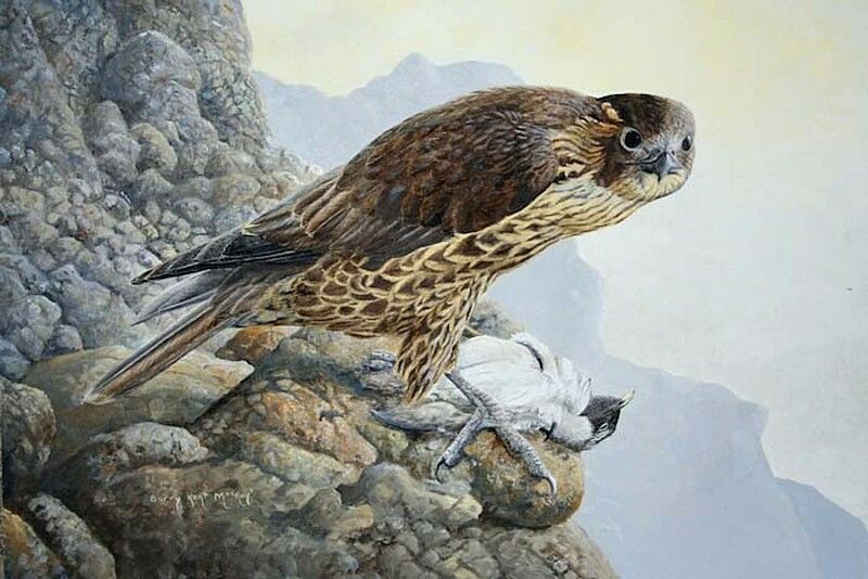 Peregrine Falcon