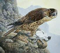 Peregrine Falcon