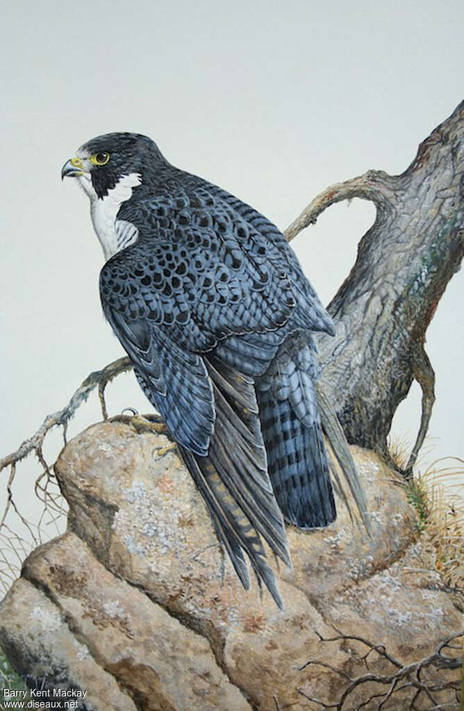 Peregrine Falcon