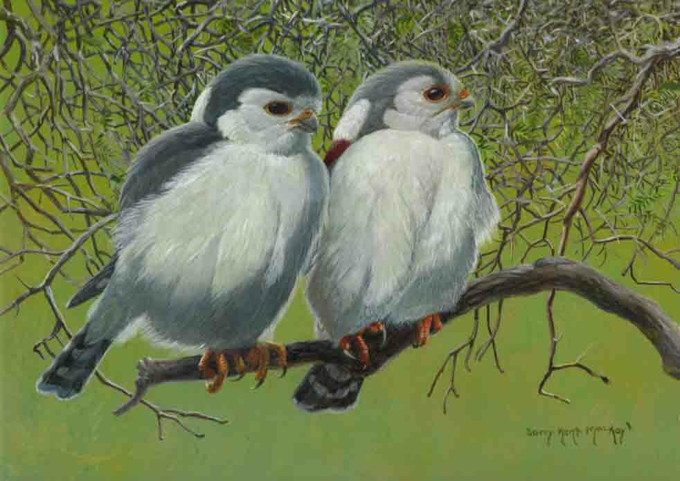 Pygmy Falcon