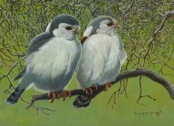 Pygmy Falcon