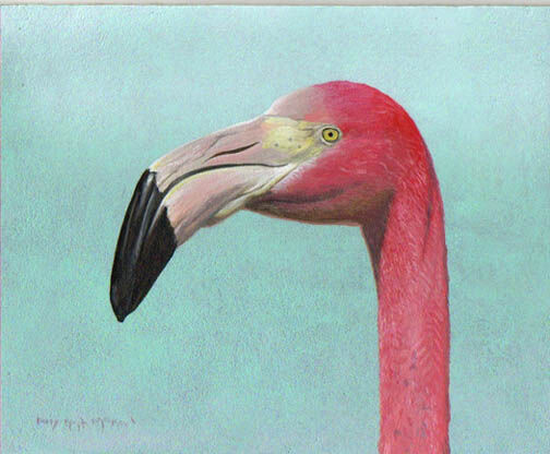 American Flamingo