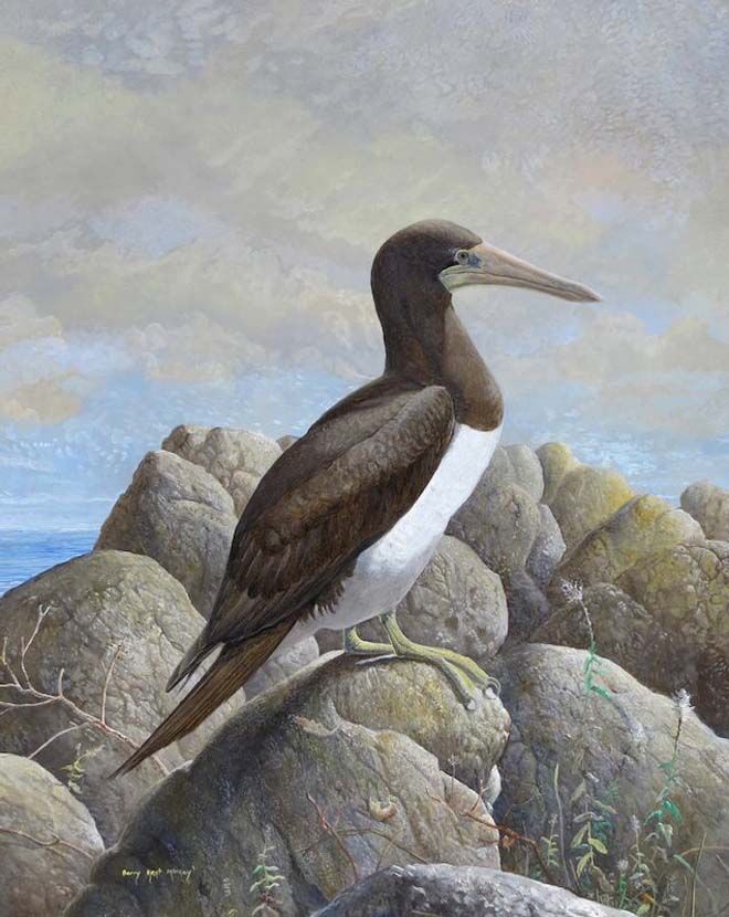 Brown Booby