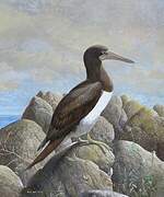 Brown Booby