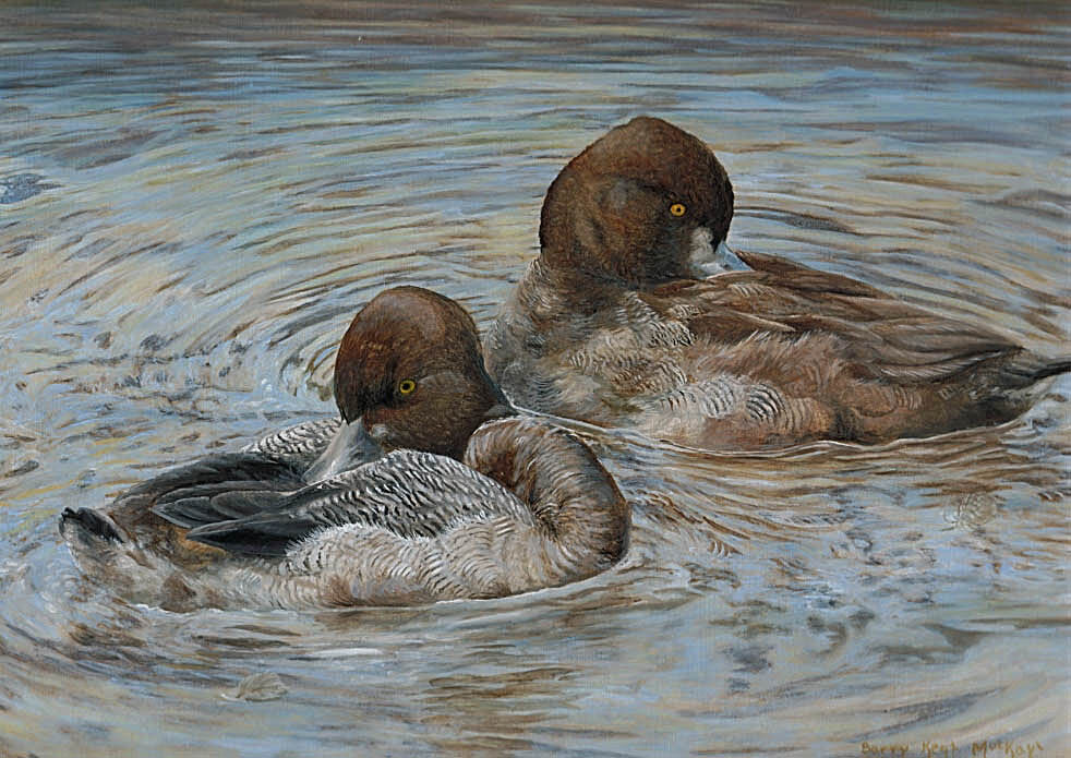 Lesser Scaup