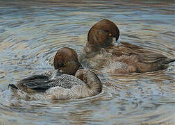 Lesser Scaup