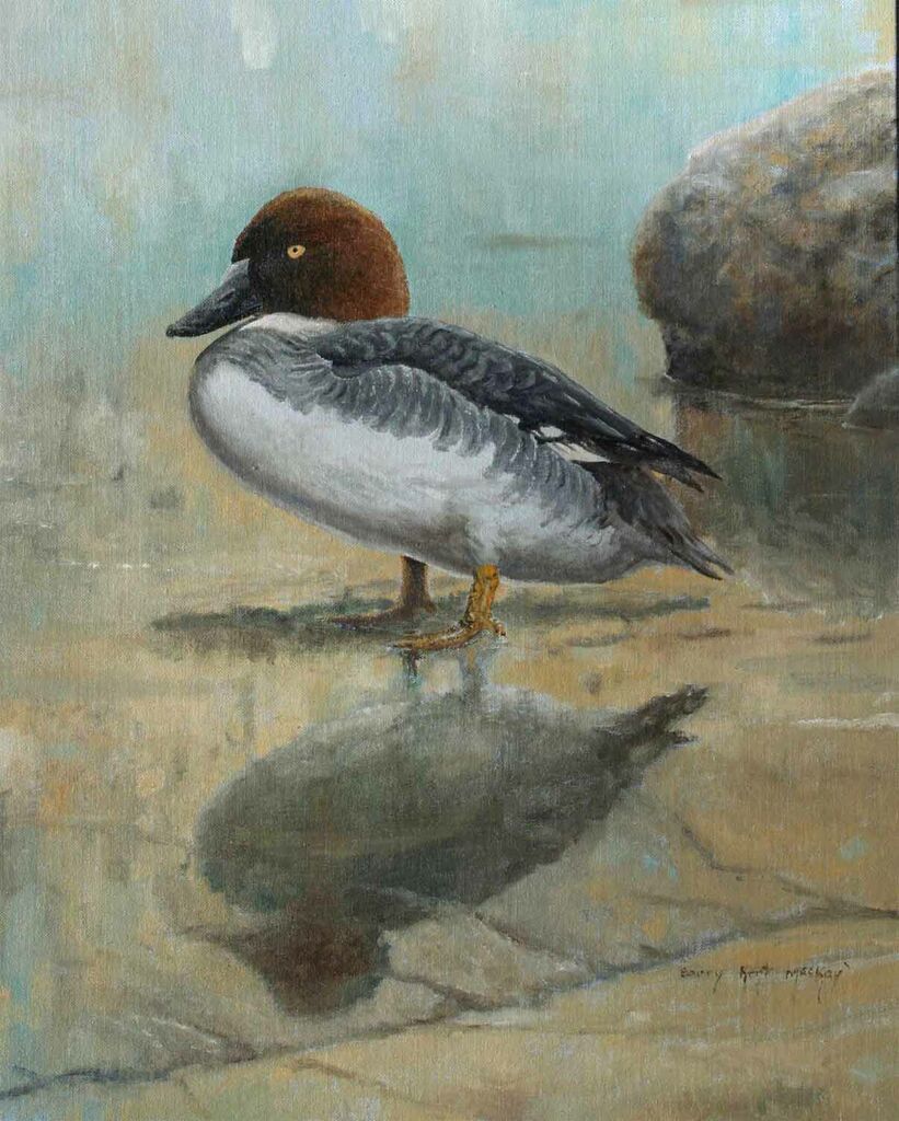 Common Goldeneye