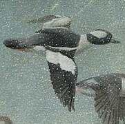 Bufflehead