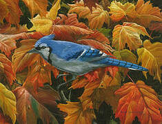 Blue Jay