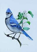 Blue Jay