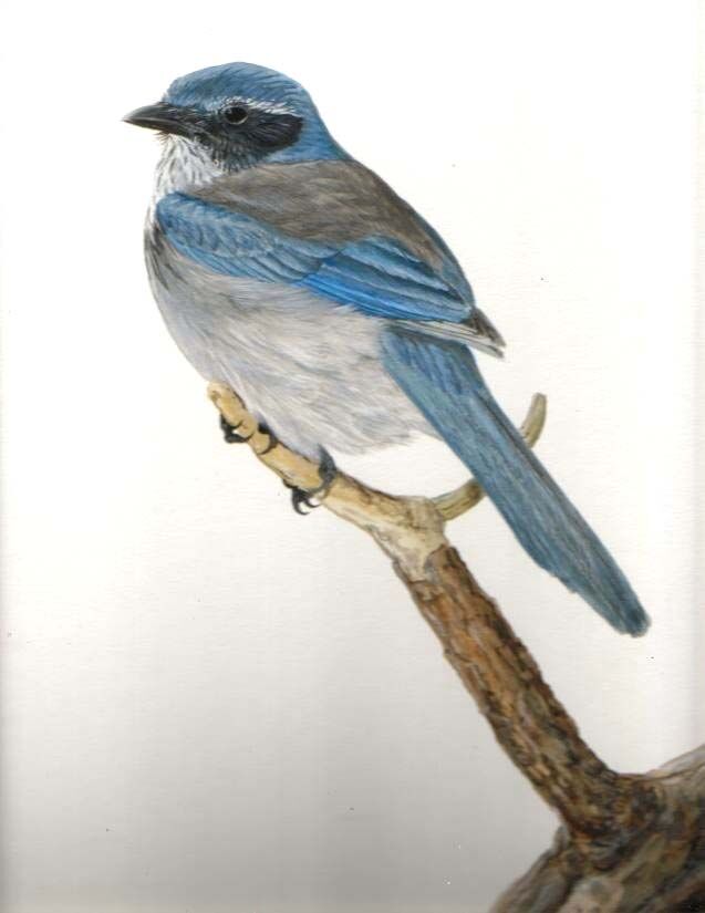 California Scrub Jay