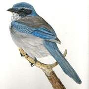 California Scrub Jay