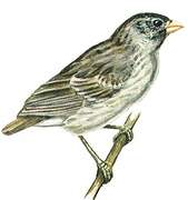 Small Tree Finch