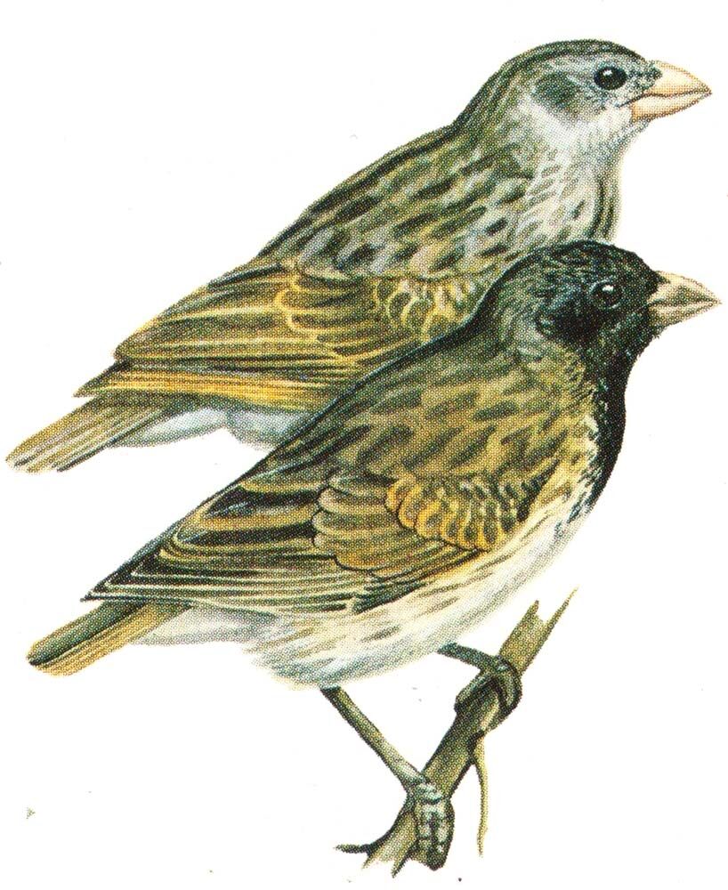 Medium Tree Finch