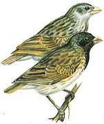 Medium Tree Finch