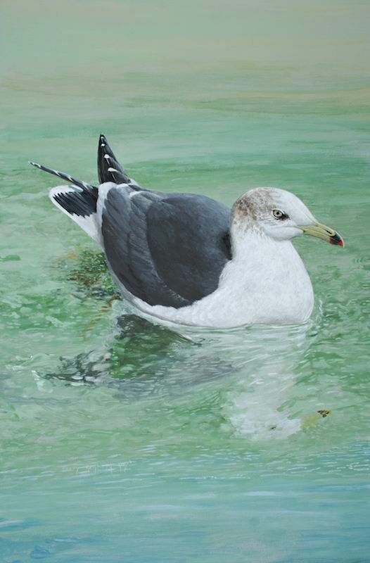 Black-tailed Gull