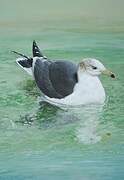 Black-tailed Gull