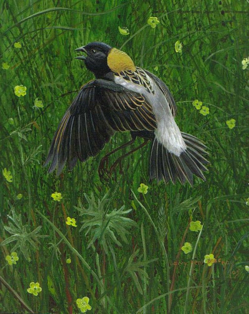 Bobolink