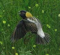 Bobolink