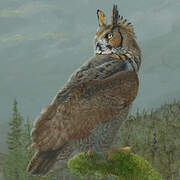 Great Horned Owl