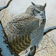 Great Horned Owl