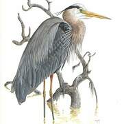 Great Blue Heron