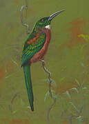 Great Jacamar