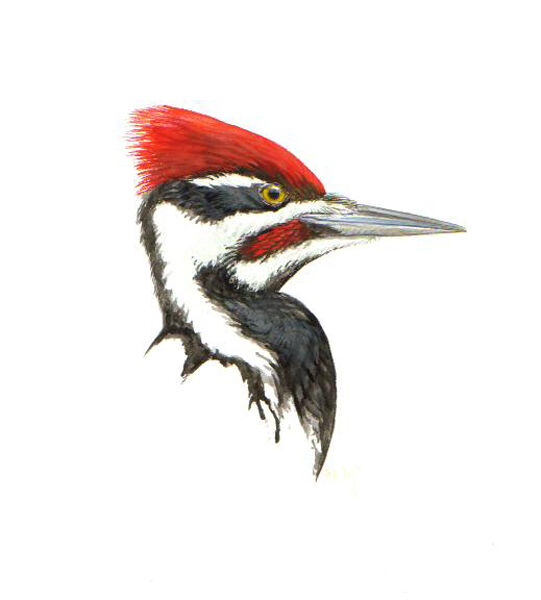 Pileated Woodpecker