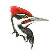 Pileated Woodpecker