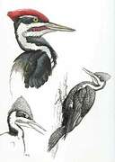 Pileated Woodpecker