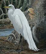 Grande Aigrette