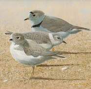 Piping Plover