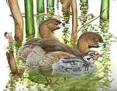 Pied-billed Grebe