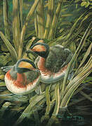 Horned Grebe