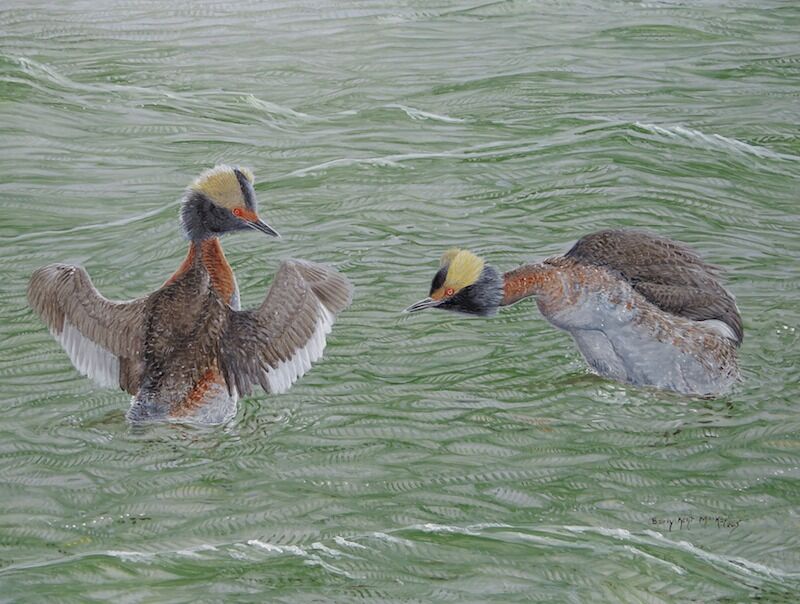 Horned Grebe