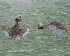 Horned Grebe