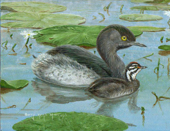 Least Grebe