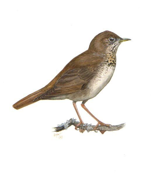 Bicknell's Thrush