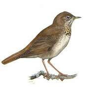 Bicknell's Thrush