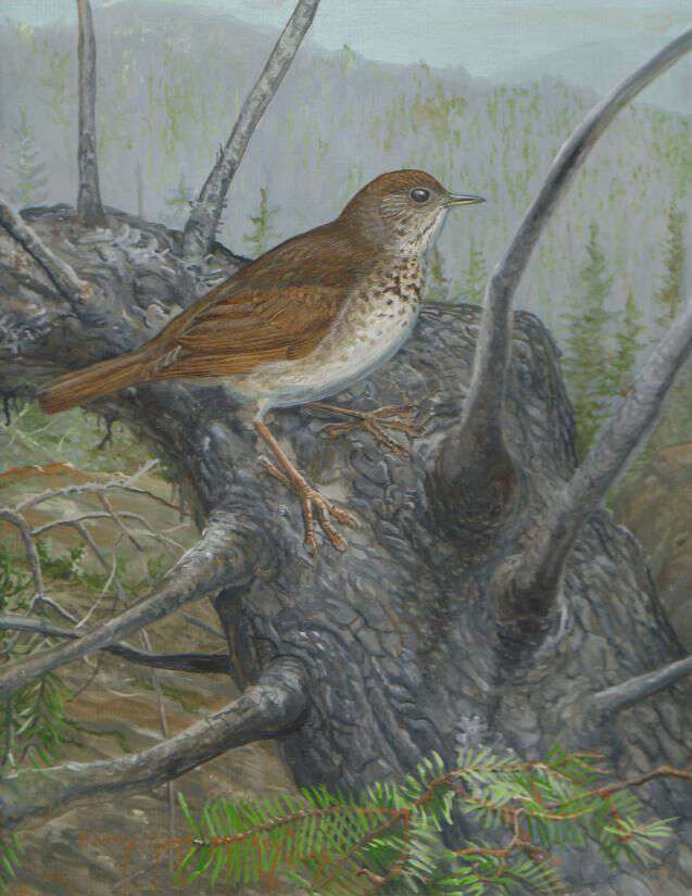 Bicknell's Thrush