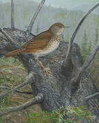 Bicknell's Thrush