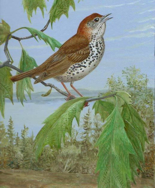 Wood Thrush