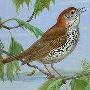 Wood Thrush