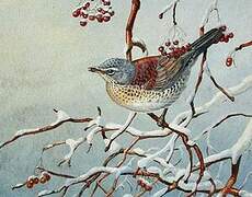 Fieldfare