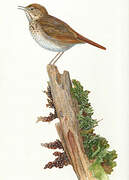 Hermit Thrush