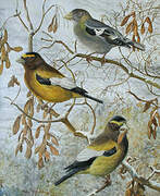 Evening Grosbeak