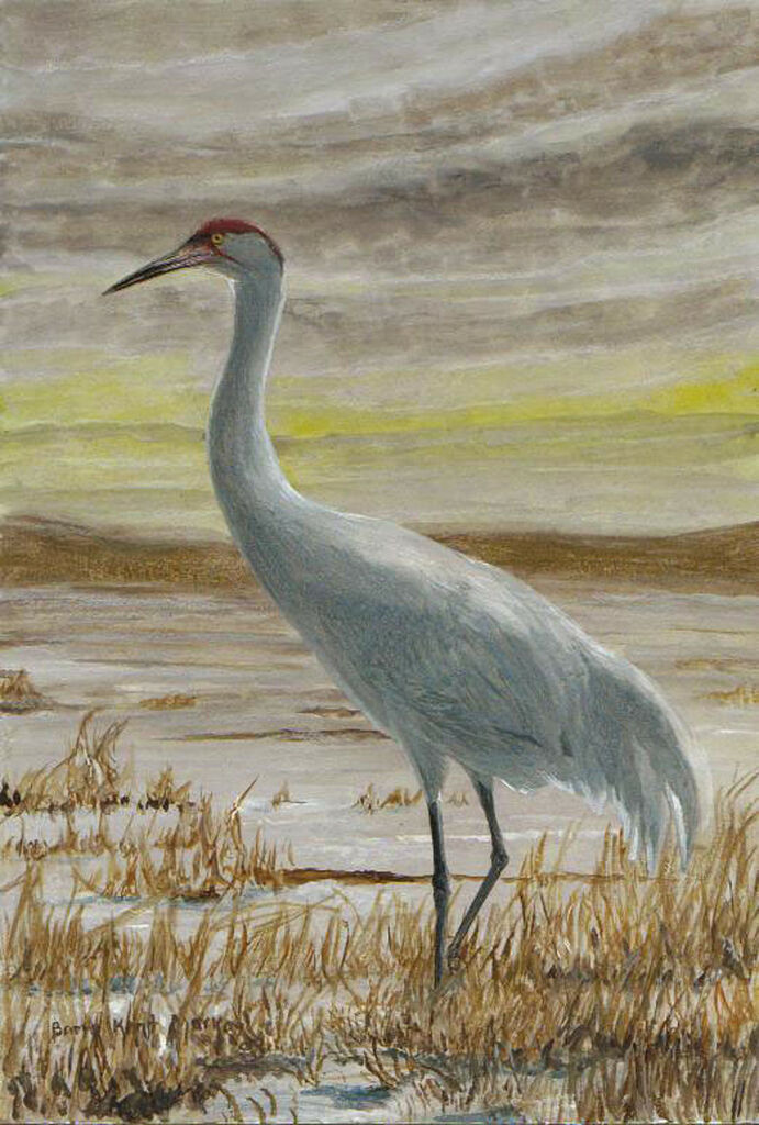 Whooping Crane