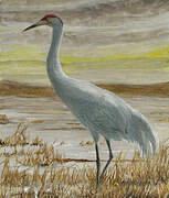 Whooping Crane