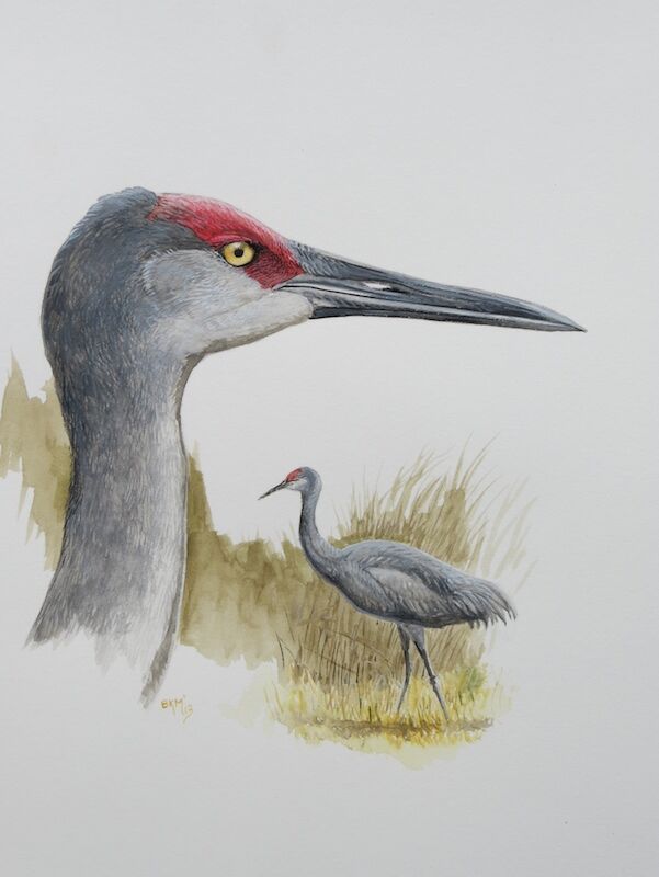 Sandhill Crane