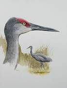 Sandhill Crane